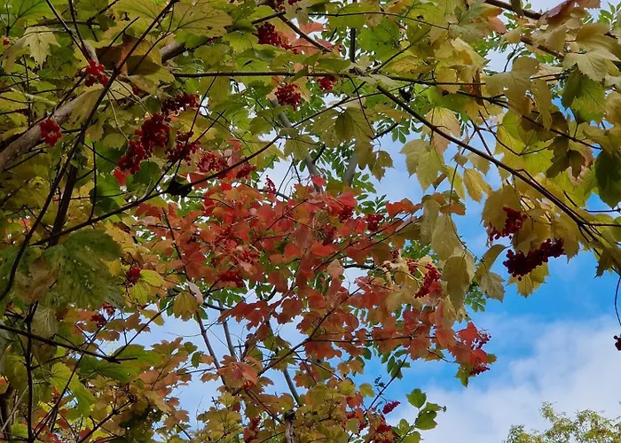 Talstation Oda ve Kahvaltı Horselberg-Hainich